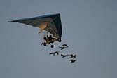One of the more unusual display delights in the Music in the Air was this French microlight pilot with his nine geese!