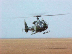 Gazelle touching down